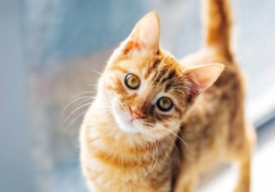 如何应对猫咪中毒紧急情况：3步救助措施缩略图