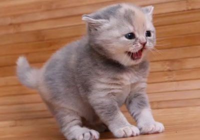 猫咪的奇特小习惯，你或许未曾了解！缩略图
