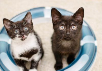 猫群中体臭较淡的四类猫种缩略图