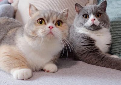 详解猫咪怀孕期间的全面指南缩略图