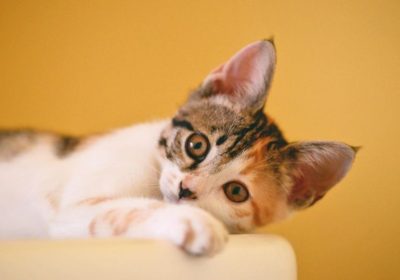 在养猫前你应该了解的几个重要事项缩略图