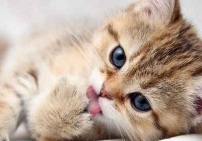 养猫的这些益处，让人爱不释手！缩略图