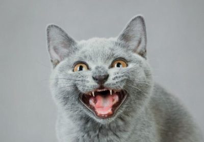 猫咪应激反应的必知事项有哪些缩略图