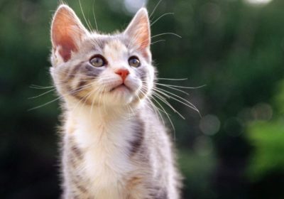 四种常见疾病困扰猫奴们，自查是否已“中箭”缩略图