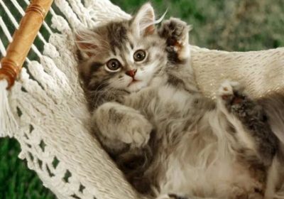 必须了解的养猫冷知识有哪些？缩略图