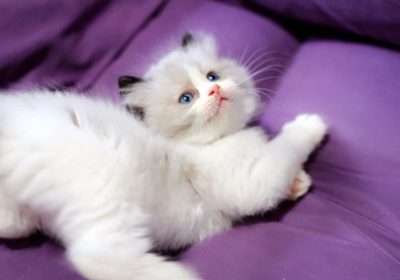 一篇详解布偶猫独特特征的指南缩略图