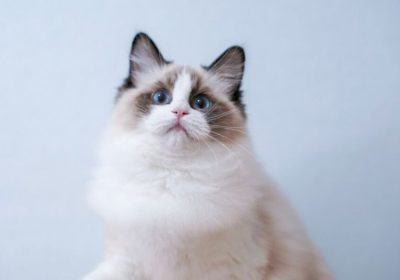 养宠新手指南：布偶猫的养护秘诀缩略图