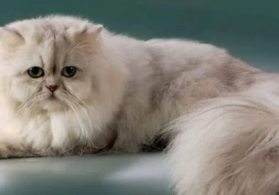波斯猫被弃养的背后原因竟是…缩略图