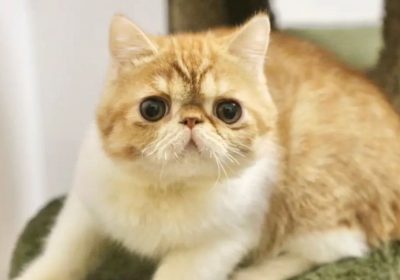 竟然是这些原因导致人们放弃饲养加菲猫…缩略图