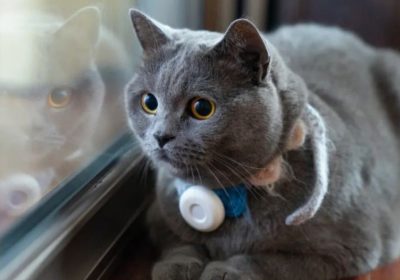 必须知晓的英短蓝猫秘密缩略图