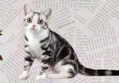 美国短毛猫的众多优点令人难以抗拒缩略图