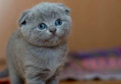如何选择与你契合的猫咪品种？缩略图