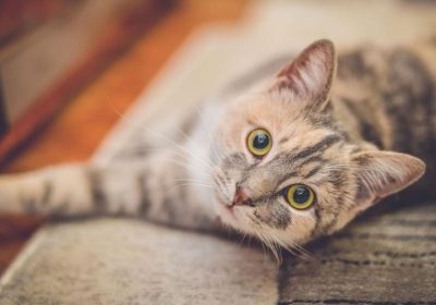 盘点猫咪最爱的六种玩具，确保你选对了！缩略图