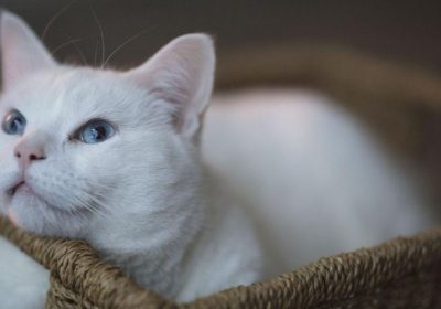 猫咪能记住主人多久？缩略图