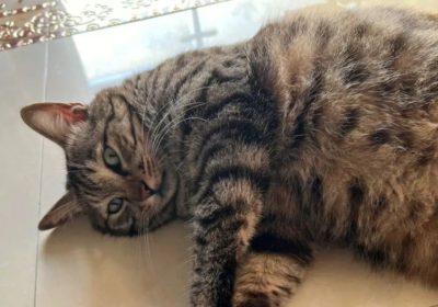狸花猫为何被誉为最理想的猫咪？缩略图
