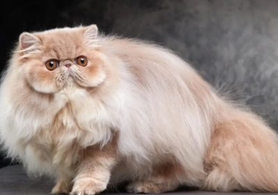 新手养猫指南：波斯猫的饲养方法详解缩略图