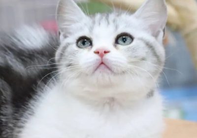 美国短毛猫的不足之处竟然是…缩略图