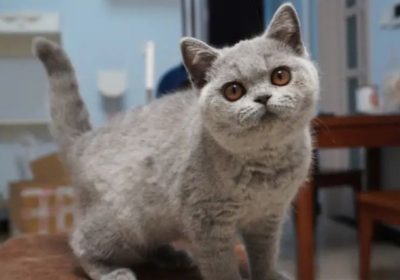 英国短毛猫花色全解析，你心属哪一种？缩略图