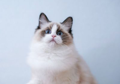 布偶猫：猫界的仙子缩略图