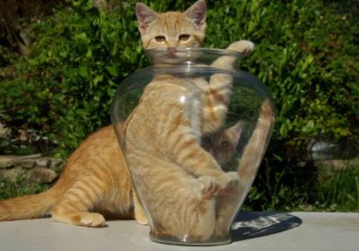 橘猫举止背后有何玄机？缩略图