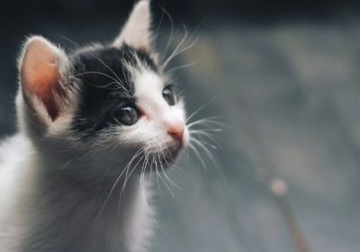 三花猫的特征解析缩略图