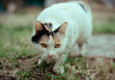 探索三花猫的特别之处缩略图