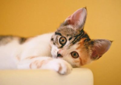 三花猫遗传机制的探究缩略图