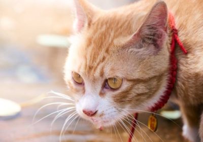 橘猫：快乐的温床缩略图