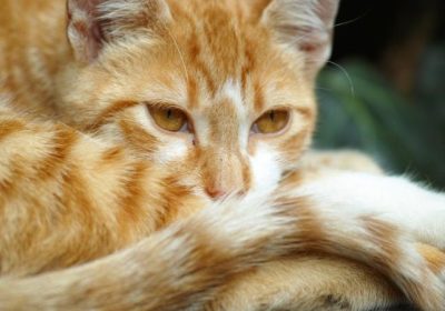 怎样为家中的橘猫挑选最佳营养方案缩略图