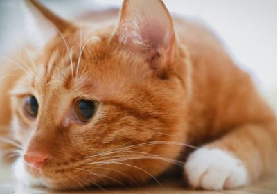 橘色猫：家中温馨的光线使者缩略图