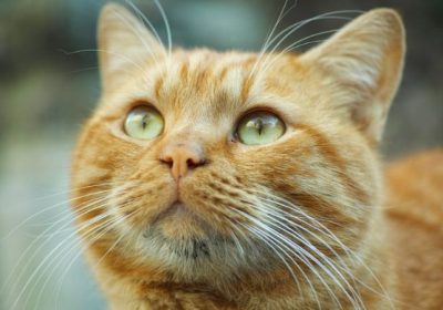 探索平凡而又特别的橘色猫种缩略图