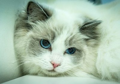 探究布偶猫的日常生活模式缩略图