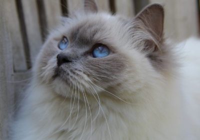 照顾布偶猫的健康须知缩略图