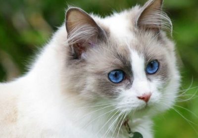 布偶猫的品种特征缩略图