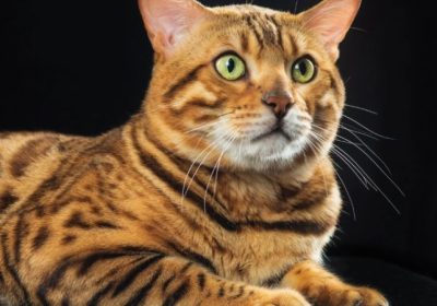如何照顾您的埃及猫健康缩略图