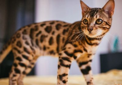 探究埃及猫种的特性缩略图