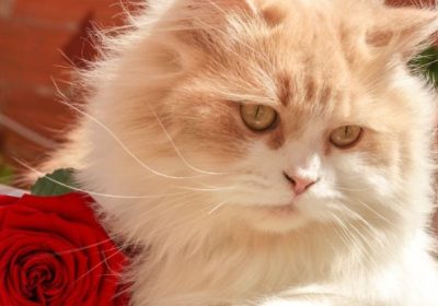 掌握波斯猫的养护要点缩略图