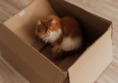 培育强健的波斯猫健康指南缩略图