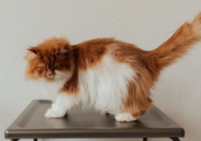 波斯猫的特征详述缩略图