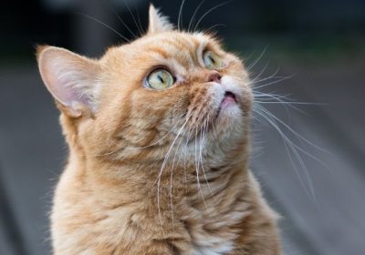 了解英短猫咪的喂养指南缩略图