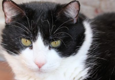 养护美短猫的全面指南缩略图