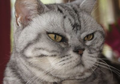 美短猫的品种特征缩略图