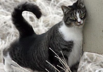 美短猫的完美养护指南缩略图