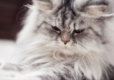 为卷毛猫挑选合适营养食粮的指南缩略图