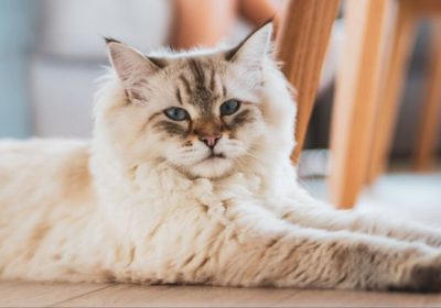 确保卷毛猫健康无虞缩略图
