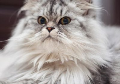 确保卷毛猫的卫生与福祉的指南缩略图