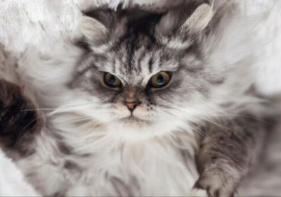 揭秘卷毛猫的迷幻王国缩略图