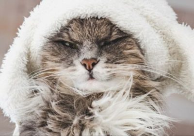 与卷毛猫共享欢乐时光缩略图