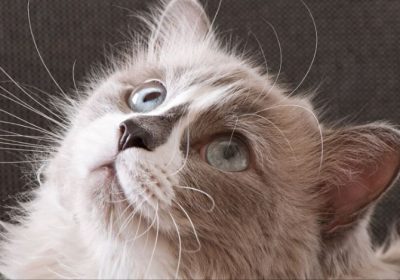 了解各种卷毛猫品种缩略图