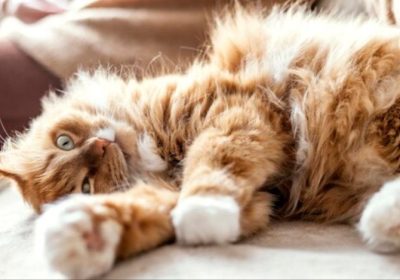 卷毛猫的性格与行为特点缩略图